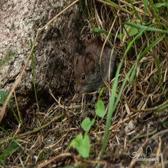 dsc_42422.jpg