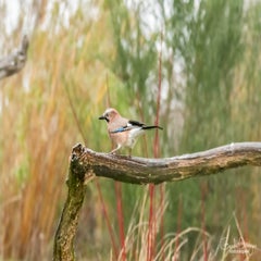 dsc_24673.jpg