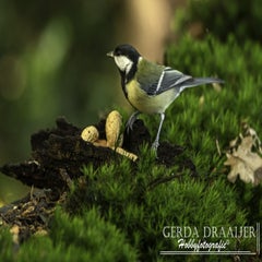 dsc_62412.jpg