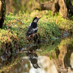 dsc_00413.jpg