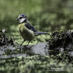 dsc_10992.jpg
