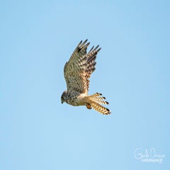 dsc_29752.jpg