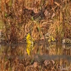 dsc_26783.jpg