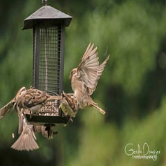 dsc_34062.jpg