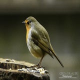DSC_68652.jpg