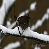 DSC_53912.jpg
