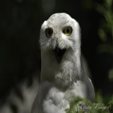 Wildlands 12-07-2020