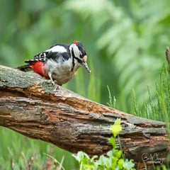 dsc_22433.jpg