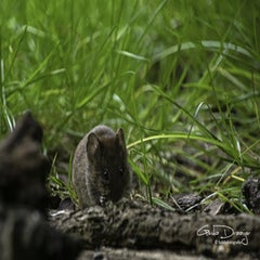 dsc_12572.jpg