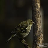 DSC_70382.jpg