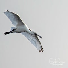 dsc_38012.jpg