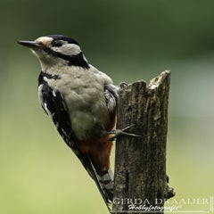 dsc_12152.jpg