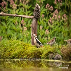 dsc_34462.jpg