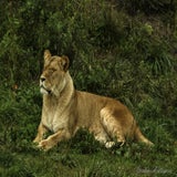 DSC_35842.jpg