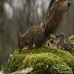 dsc_93542.jpg