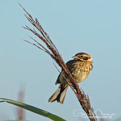dsc_36752.jpg