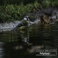 dsc_70962.jpg