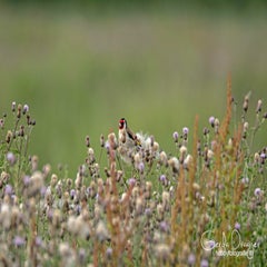 dsc_28982.jpg