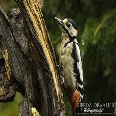dsc_60412.jpg