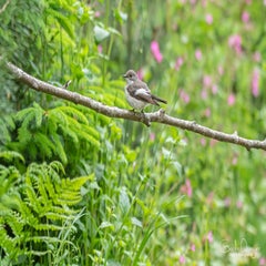 dsc_93133.jpg