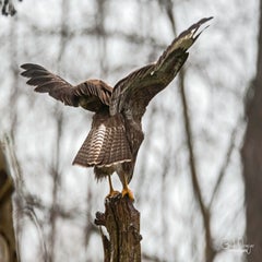 dsc_24933.jpg