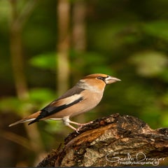 dsc_60642.jpg
