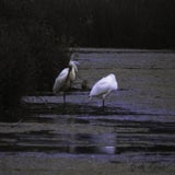 lepelaar, lofar, 17-06-2020