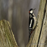 DSC_61162.jpg