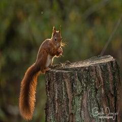 dsc_88603.jpg