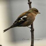 DSC_51342.jpg
