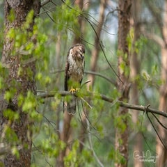 dsc_92753.jpg