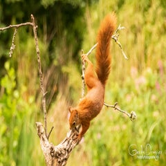 dsc_35342.jpg