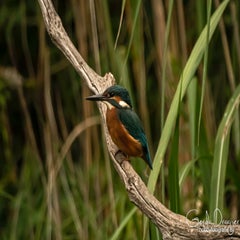 dsc_32362.jpg