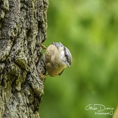 dsc_13342-1.jpg