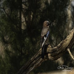 dsc_97132.jpg