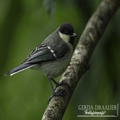 dsc_11932.jpg