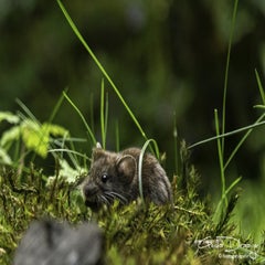 dsc_11432.jpg
