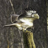 DSC_60572.jpg