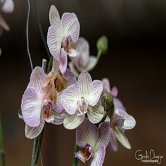 dsc_17633.jpg