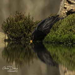 dsc_96532.jpg