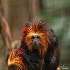 dsc_16913.jpg