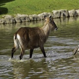 Wildlands 12-07-2020