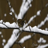 DSC_53932.jpg