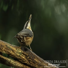 dsc_60512.jpg