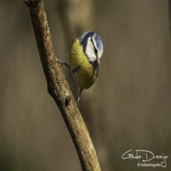 dsc_96322.jpg