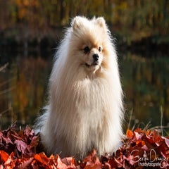 dsc_970132.jpg