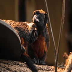 dsc_17032.jpg