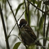 DSC_53202.jpg