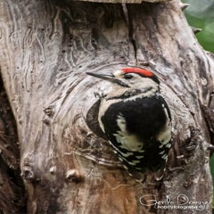 dsc_34592.jpg