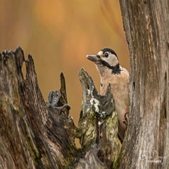 dsc_98623.jpg